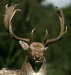 Fallow Deer <i>Dama dama</i>
